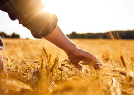 A hand touching the top of wheat in a field